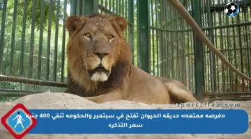 «فرصة ممتعة» حديقة الحيوان تفتح في سبتمبر والحكومة تنفي 400 جنيه سعر التذكرة